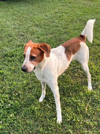 Found dog (Middlesex)63980296799106120