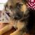 GSD/husky mix 2 thumbnail