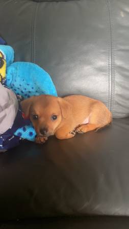 Boy Chiweenie puppy (Bloomingdale)63697180784003123