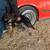 Mascotas/Dog German Shepherd 13 thumbnail