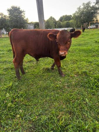 American Aberdeen × Dexter Herd Sire Prospect 1