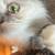 2  persian cats need homes 2 thumbnail