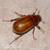 PEST CONTROL SERVICES $59 + tax special, NO CONTRACTS 5 thumbnail