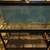 55 Gallon Fish Tank Aquarium 2 thumbnail
