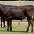 Wagyu & Wagyu Angus Cross Feeder Steers 3 thumbnail