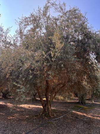 Beautiful Olive Trees 1
