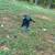 Pit American bully mix for rehoming 4 thumbnail