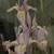 ~~    BEAUTIFUL    IRIS    PRINT    BY    DON    SMITH    1997    ~~ 2 thumbnail