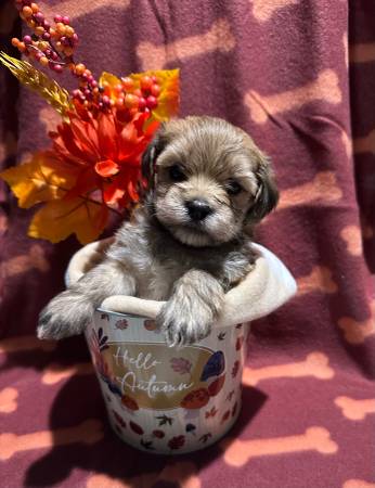 Morkie Puppies For Rehoming Arlington, TX64311416750721122