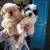 Shih Tzu Puppies 1 thumbnail
