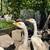 Chinese Goose – Perfect For Table Food or Pets! Each 1 thumbnail