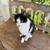 Handicapped Sweet Cat 3 thumbnail