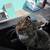 Tabby cat needs forever home asap 4 thumbnail