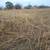 Hay for Sale 4 thumbnail