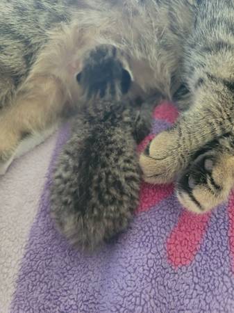 Scottish Fold rare (Saint Augustine)63812765682691122