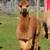 Alpaca ( price reduced) 2 thumbnail
