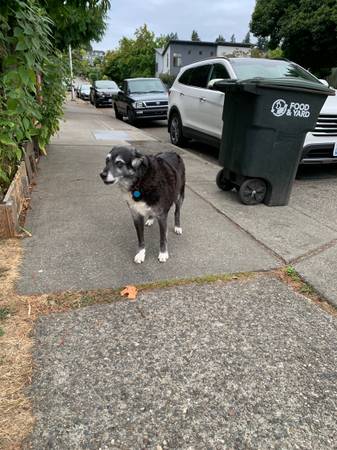 Seattle Hawthorn Hills vista Ridge perro perdido (Seattle)63750293183745121