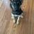 Gerberian Shepsky 1 thumbnail