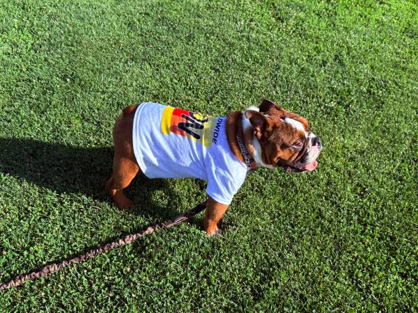 Cachorro de bulldog inglés micro (Las Vegas NV)63907185185923120