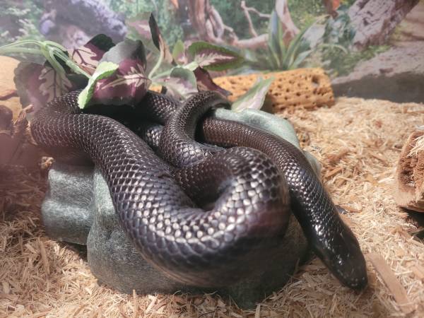 5yr old Black Mexican Kingsnake!! 1