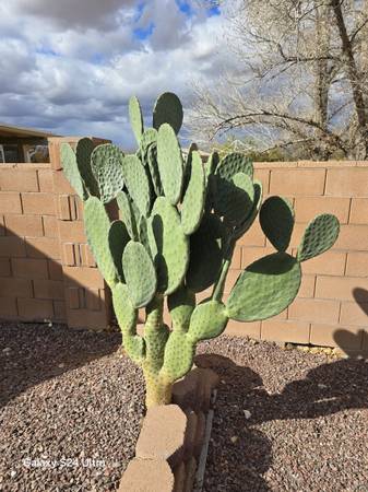 PRICKLEY PEAR CACTUS 1