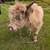 Scottish Highlander Bull 4 thumbnail