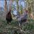 Olive Egger rooster cockerel 2 thumbnail