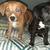 Husky/Coonhound 3 thumbnail