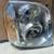 2007-2014 Gmc Yucon pair of head lights oem 1 thumbnail