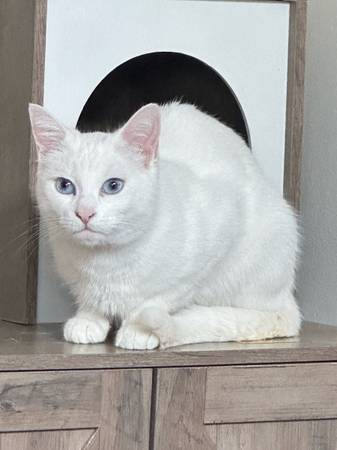 Lost white cat UPDATE- FOUND ❤️ (Seattle Columbia City)64167238571907120
