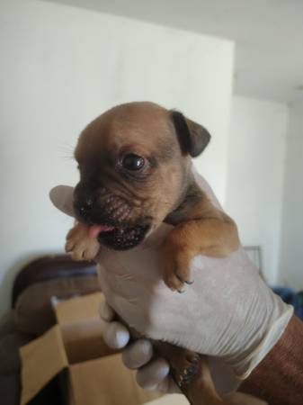 Frenchies (Lancaster)63829609476353122