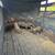 Pigs, Hogs, Piglets Heritage 3 thumbnail