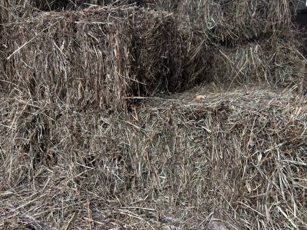 2nd cutting grass hay for goats/cows 1