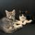 Rehoming two kittens 1 thumbnail