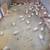 Quail Eggs, chicks, birds 2 thumbnail