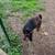 Nigerian Dwarf Nanny Goats 1 thumbnail