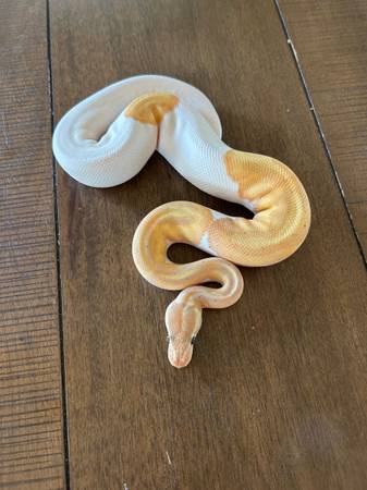 Multiple ball pythons available 1