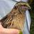 Free Coturnix Quail 4 thumbnail