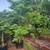 Trees, Shade! Chinese pistache 'KD' 8 thumbnail