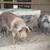 pigs ready for barbecue 2 thumbnail