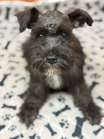 Miniature schnauzer puppies (Guntown ms)63625228468227123