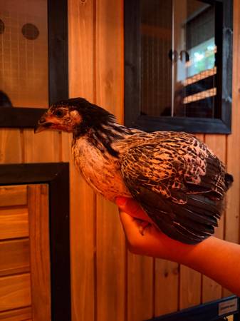 Backyard chicken / Easter egger 1