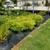Arborvitae, Boxwoods, Gold Mop Cypress, Knockout & Mini Roses. $21.97 2 thumbnail