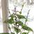 Beautiful spotted leaves plant lilac flowers 1 thumbnail