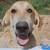 Pyrenees/Shepherd/Hound Puppies 2 thumbnail