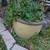Geranium Plant and Ceramic Pot 2 thumbnail