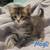 Kid friendly kitten 4 thumbnail