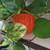 Healthy plant in a ceramic pot 3 thumbnail