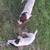 Lost Dog jrt 10lbs male 3 thumbnail
