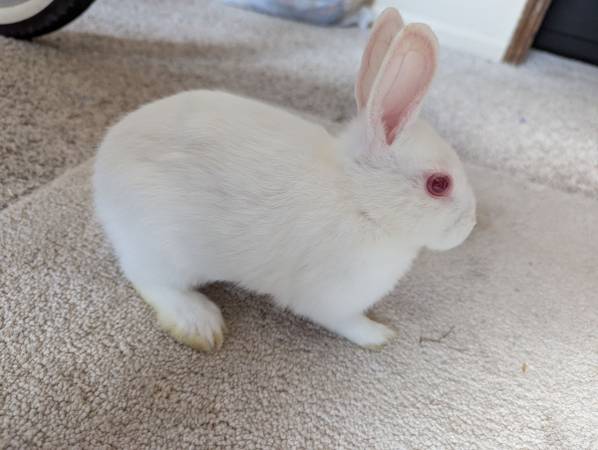 4-Month-Old White Rabbit (Netherland Dwarf Type) (Omaha)63670824102403121